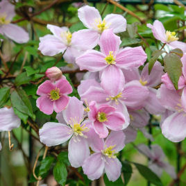 Clematis Montana Mayleen